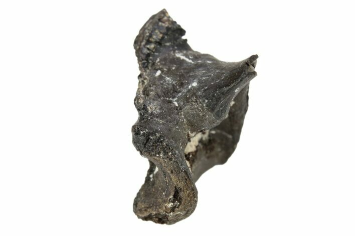 Permian Reptile Fossil Vertebra - Oklahoma #261359